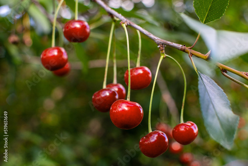 Ripe red cherries on the branch growing in orchard garden © Vladyslav Siaber