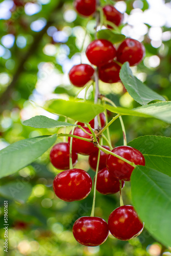 Ripe red cherries on the branch growing in orchard garden