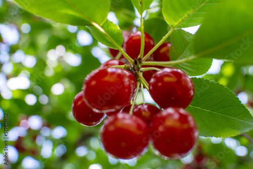 Ripe red cherries on the branch growing in orchard garden