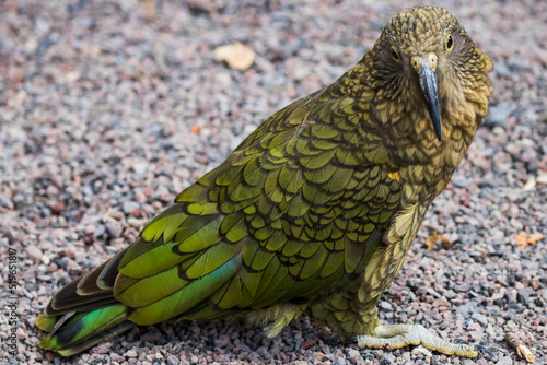 Kea - Nestor notabilis photo