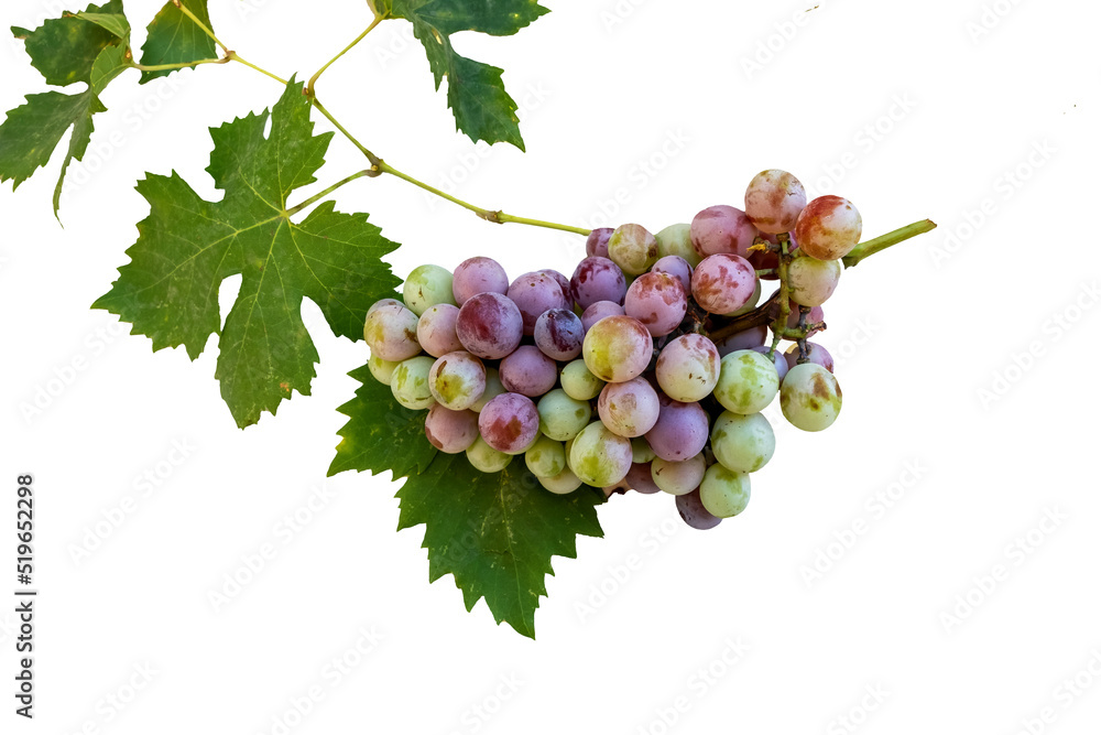 Fototapeta premium bunch of grapes isolated on white