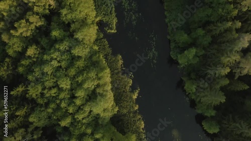 Flight over european forest and floating river vertical view from above during sunset. Top aerial view of dense wood. Slow and cinematic flight over forest with dark shadows and river foliage