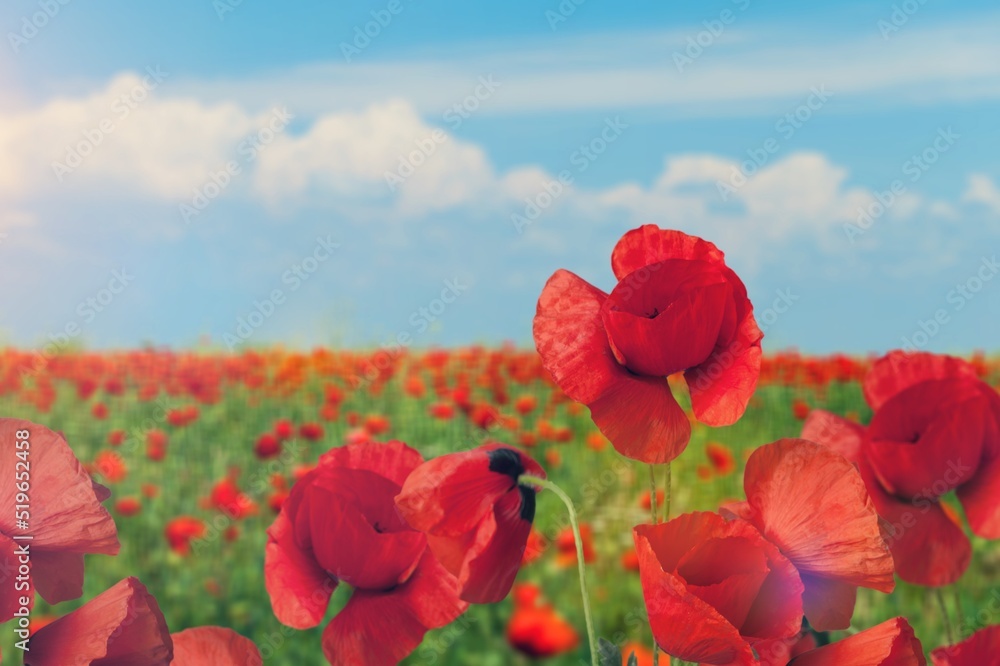Naklejka premium Bright red poppy flowers against the blue sky. Field of wild poppies on a sunny spring day.