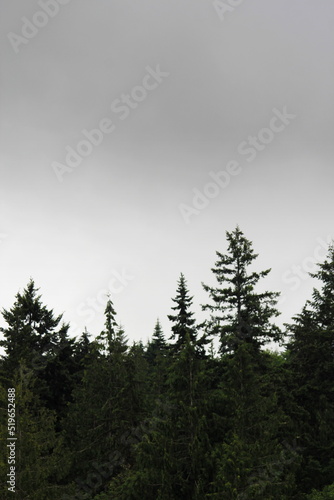 Pine forest in the United States with the condition that the rain clouds are falling, the sky is gloomy