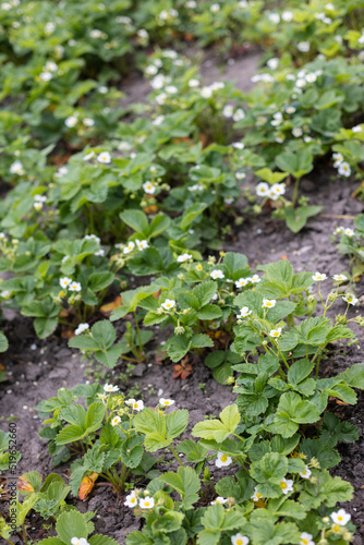 Strawberry plants in blossom. Agriculture, gardening concept.