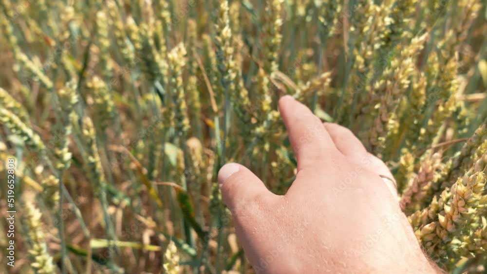 A farmer checks the wheat crop in the cultivation field, touches the wheat sprouts with his hand, close-up. Agro-industry, agriculture A farmer checks the wheat crop in the cultivation field, touches the wheat sprouts with his hand, close-up. Agro-industry, agriculture