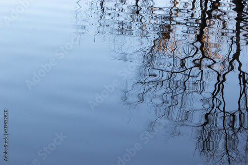 reflection of trees in water (ID: 519652820)
