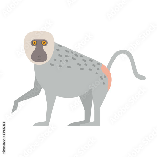 Canvas Print baboon monkey animal