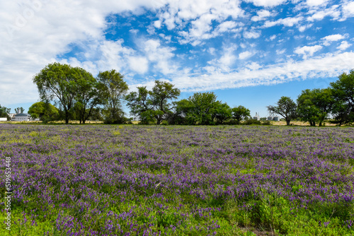 Flowered field in summer time landscape, La Pampa province, Patagonia, , Argentina.