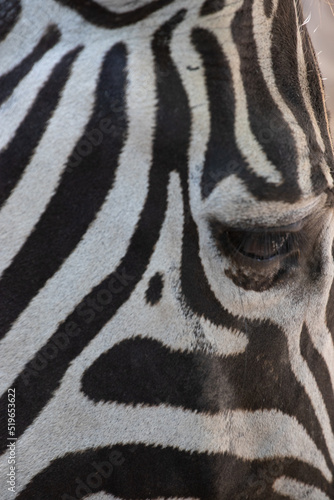 Close up Zebra s fur