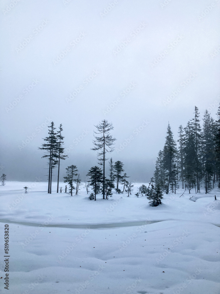Fototapeta premium snow covered trees