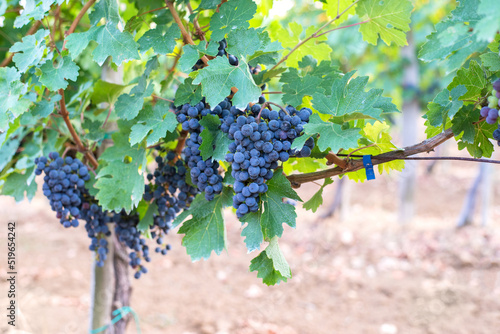 Grape vines on agricultural plantation in summer
