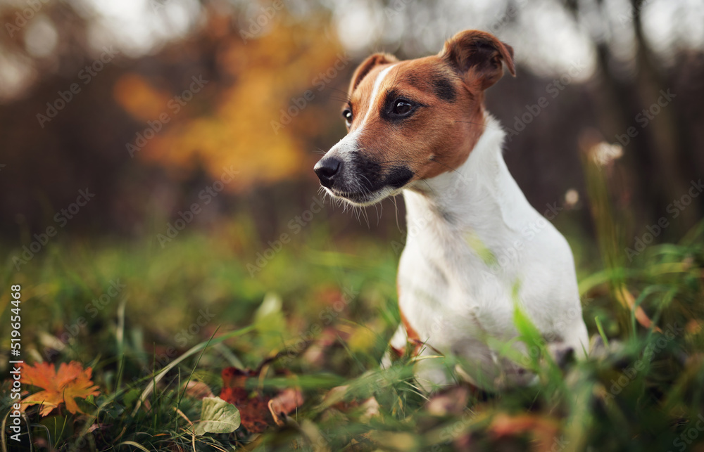 Small Jack Russell terrier dog detail on head and face, nice blurred bokeh autumn background