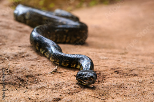 Madagascar tree boa snake - Sanzinia madagascariensis - slither on dusty ground, closeup detail
