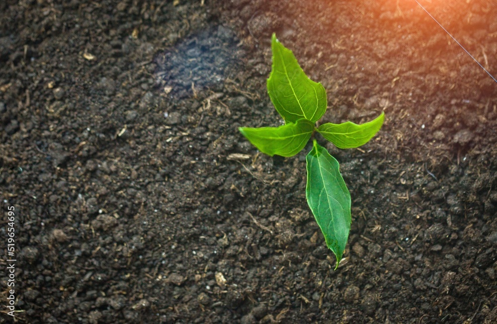 Naklejka premium A delicate soybean sprout in the field stretches towards the sun. Rows of soy plants on an agricultural plantation.