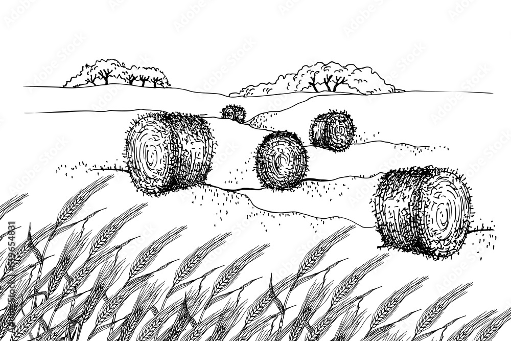 Wheat field and Hay rolls in landscape. Straw and harvest. Dry wheat ...