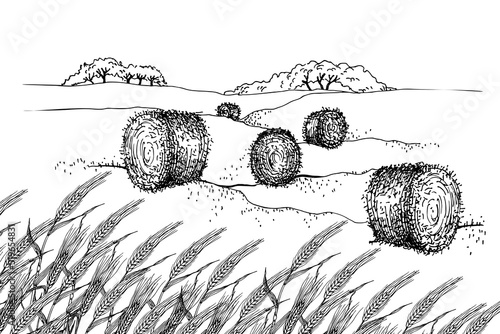 Wheat field and Hay rolls in landscape. Straw and harvest. Dry wheat grass rolls. Haystack bales on agriculture farm field. Farmland. Line art Sketch Vector illustration of countryside. 
