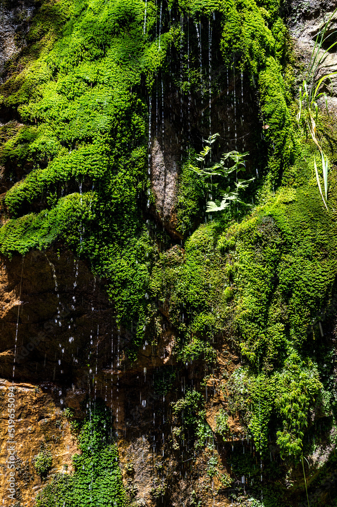 Fototapeta premium Water running down the green moss on the vertical stone