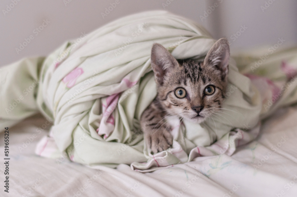 Surprised big eyed cat looking at the camera Surprised big eyed cat looking at the camera