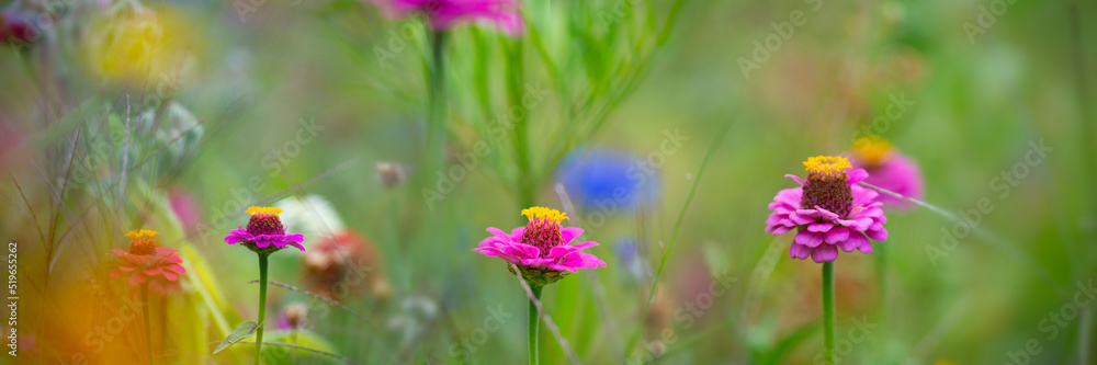beautiful meadow flowers with nice bokeh - soft focus art floral background beautiful meadow flowers with nice bokeh - soft focus art floral background
