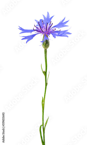 Purple knapweed flowers isolated on white background. Blue wild cornflower herb or bachelor button flower.