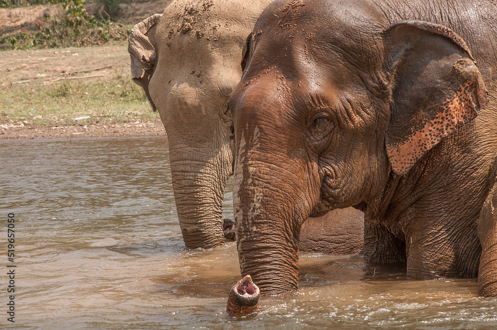 Family of elephants taking a bath in the river