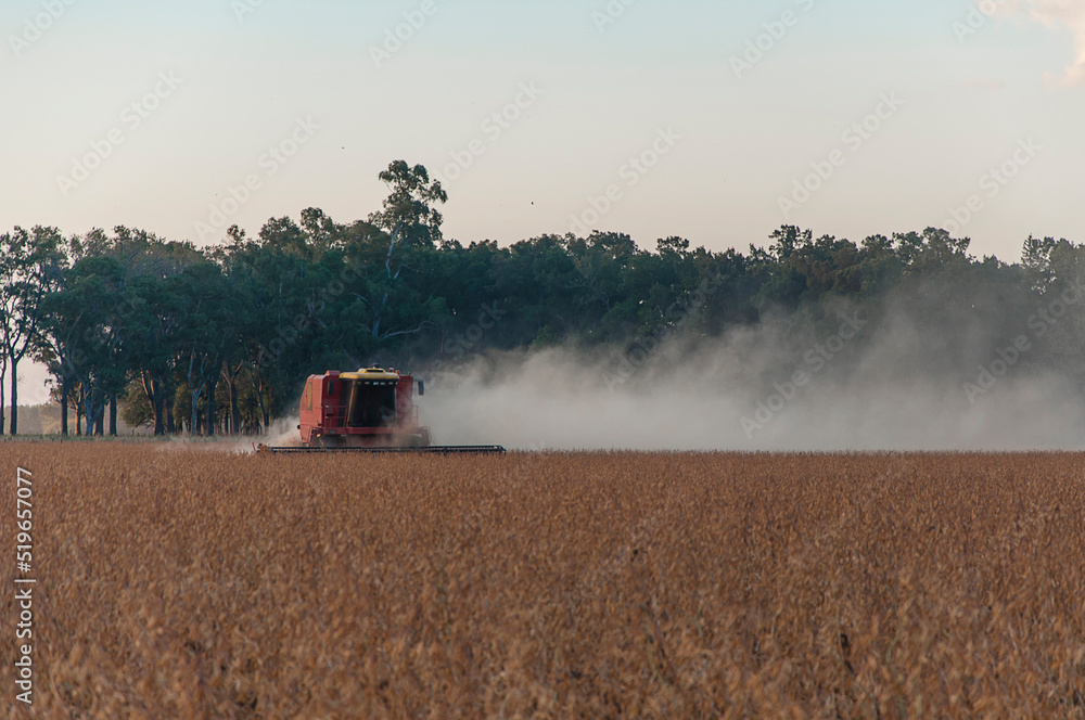Fototapeta premium Combine harvester working in the field