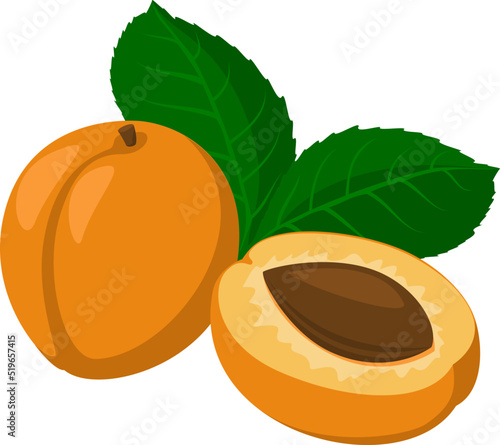 Fresh apricot. Whole apricot fruits and an apricot cut in half. Cartoon style. vector illustration isolated on a white background