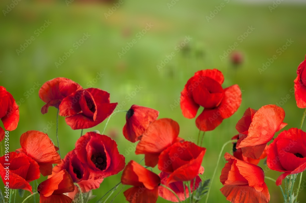 Bright red poppy flowers against the Field of wild poppies on a sunny spring day. Bright red poppy flowers against the Field of wild poppies on a sunny spring day.