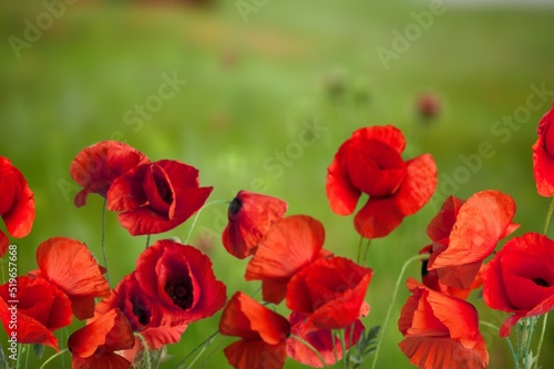 Bright red poppy flowers against the Field of wild poppies on a sunny spring day.