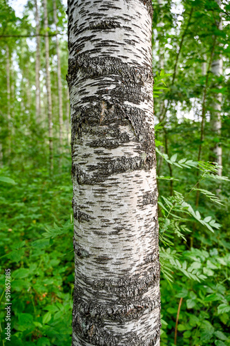 White tree trunk of birch in forest