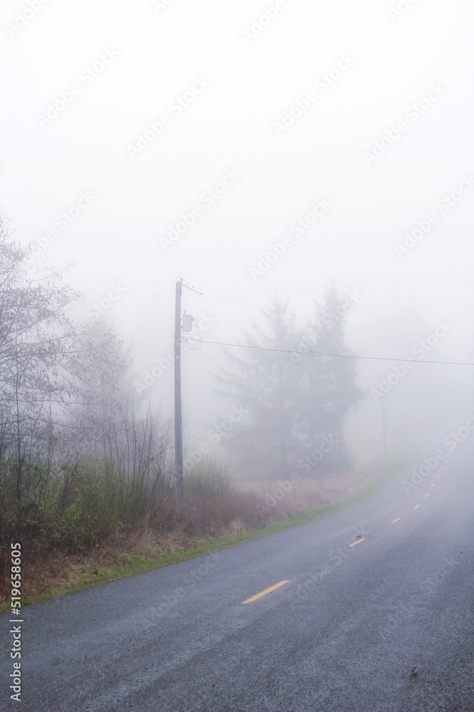 Lonely road in America on a foggy morning with pine trees on both sides.