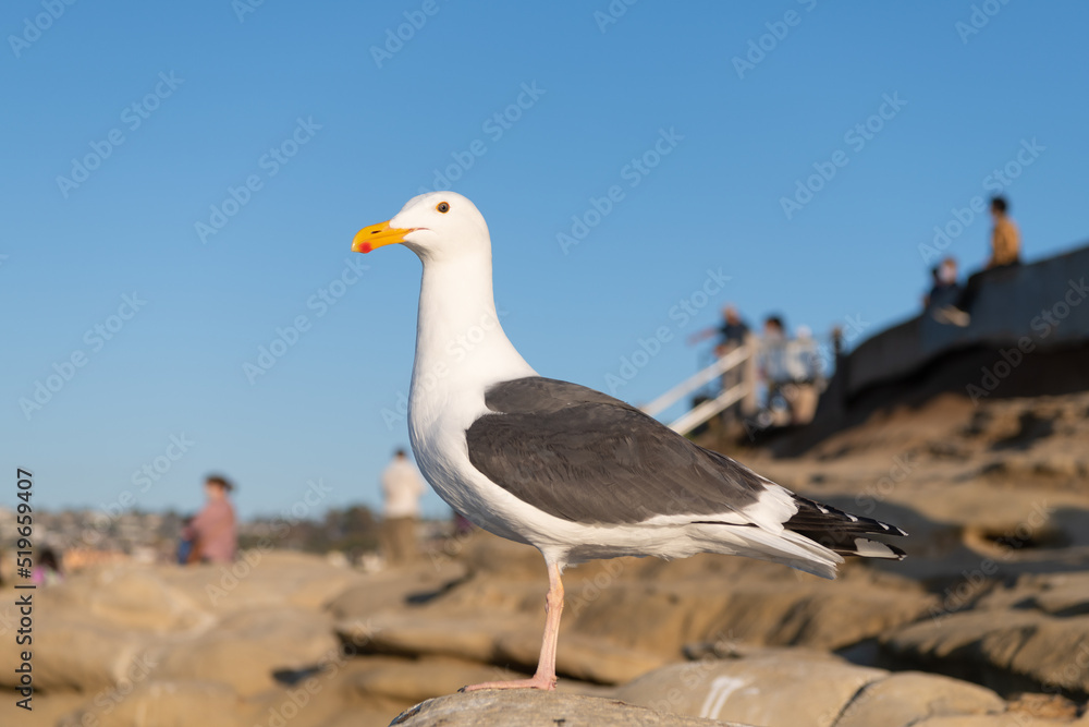 Seagull bird with white and grey plumage standing on rock natural background Seagull bird with white and grey plumage standing on rock natural background