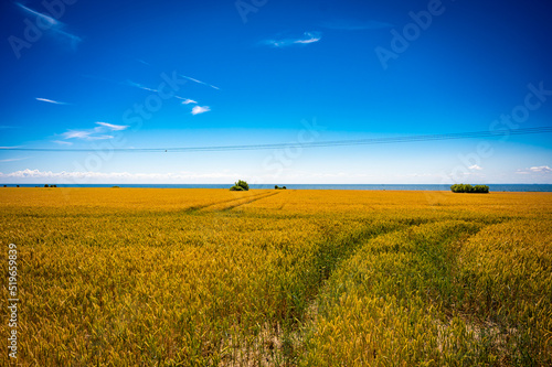 Weizenfeld auf Fehmarn unter blauem Himmel