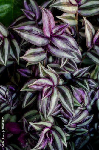 Tradescantia zebrina plant, purple plant