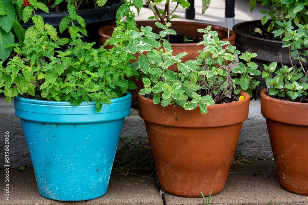 basil pots in the garden basil pots in the garden