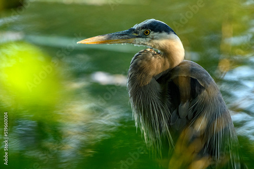 Close up photo of a Great blue heron (Ardea Herodias) taken through green vegetation, British Columbia, Canada