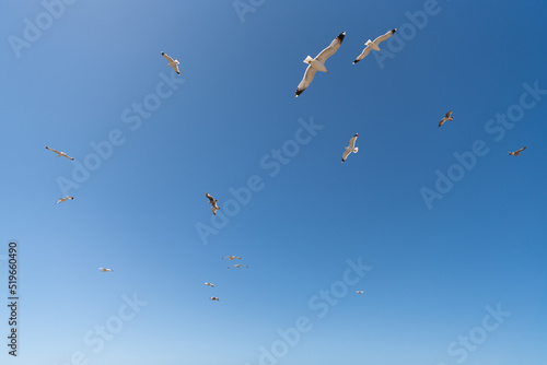 Flock of seagulls gulls seabirds birds flying in blue sky