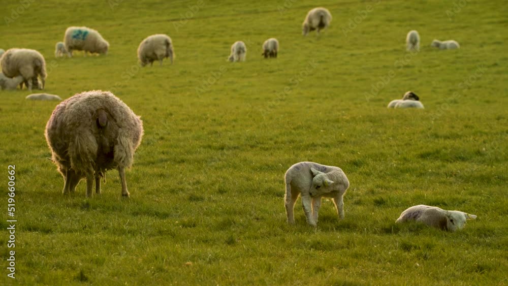 4K video clip mother sheep and baby lambs standing and grazing in a field on a farm in evening sunlight 4K video clip mother sheep and baby lambs standing and grazing in a field on a farm in evening sunlight