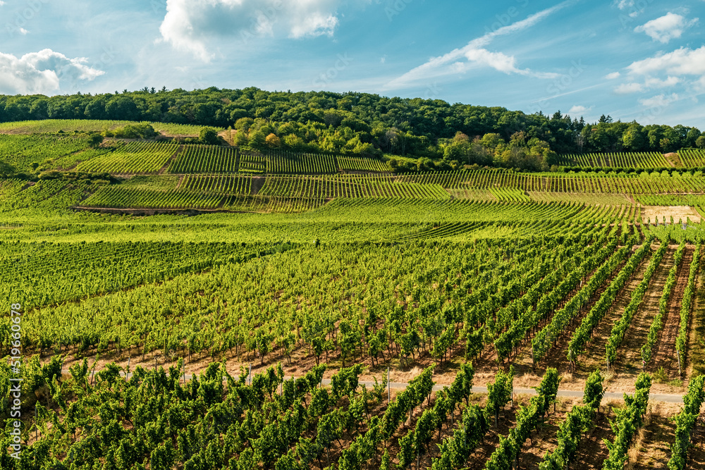 Riverside vineyard on a sunny day right before the harvesting season in the Rheingau-Taunus-Kreis region in Hesse, Germany. Rows of vines in a vineyard in a European rural area Riverside vineyard on a sunny day right before the harvesting season in the Rheingau-Taunus-Kreis region in Hesse, Germany. Rows of vines in a vineyard in a European rural area