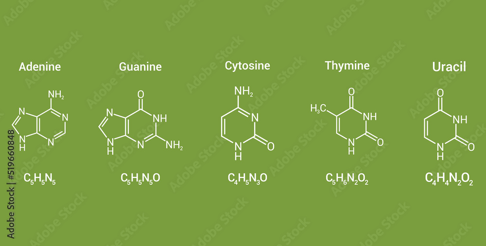 structure of RNA nucleobases. Adenine Guanine Cytosine Thymine and