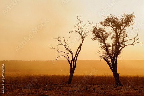 Wallpaper Mural tree in the fog Torontodigital.ca
