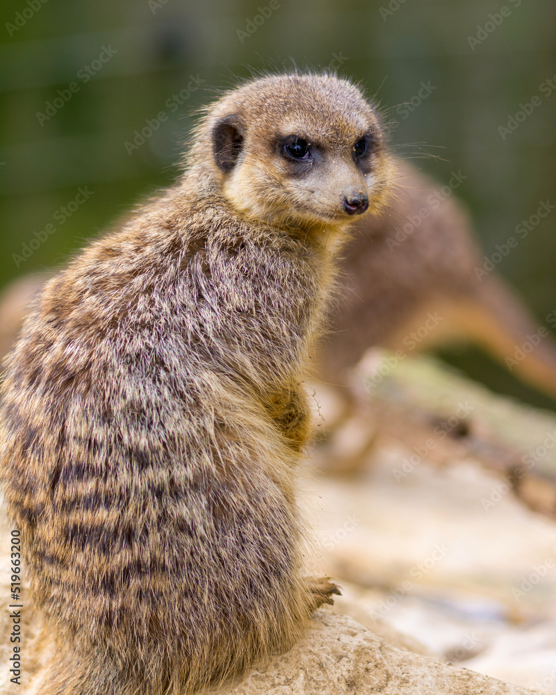 Fototapeta premium meerkat on guard