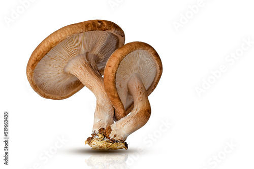 Obraz na plátně Shiitake mushrooms isolated on white background