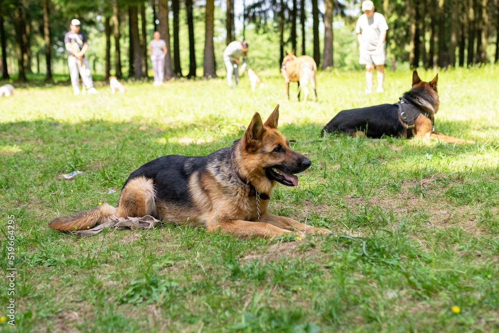 German Shepherd lies on the grass in the forest.
