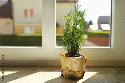 Potted rosemary on windowsill indoors, space for text. Aromatic herb