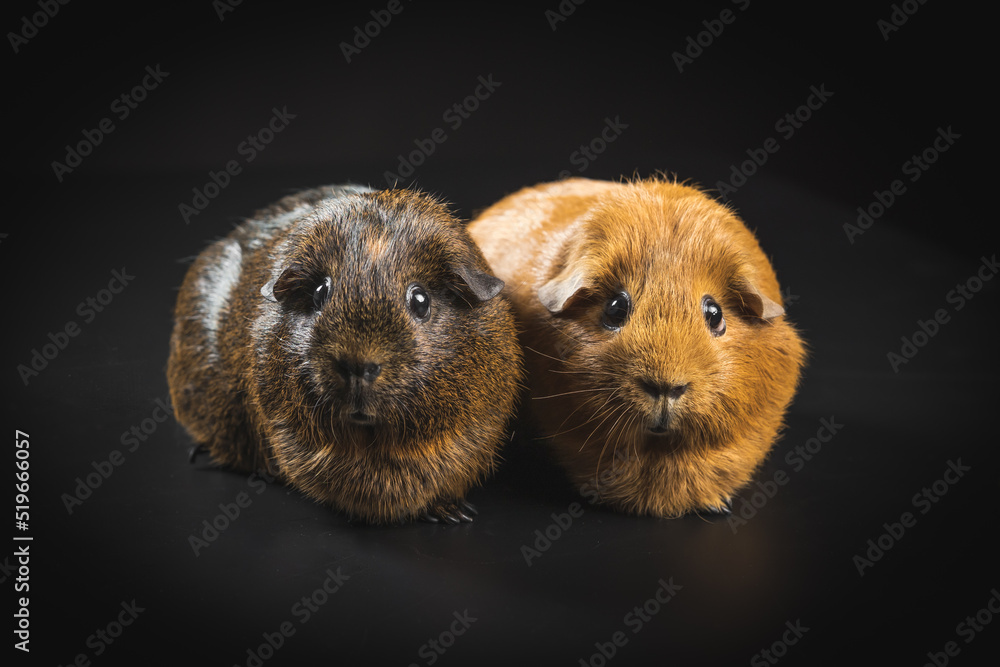Fototapeta premium country pig on black