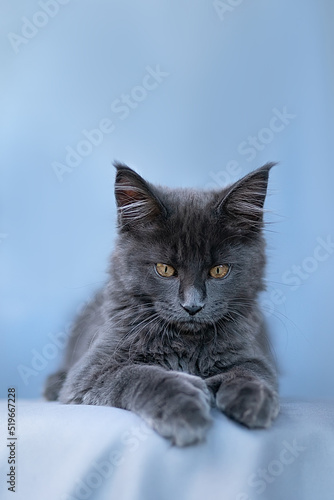 Cute little kitten of maine coon