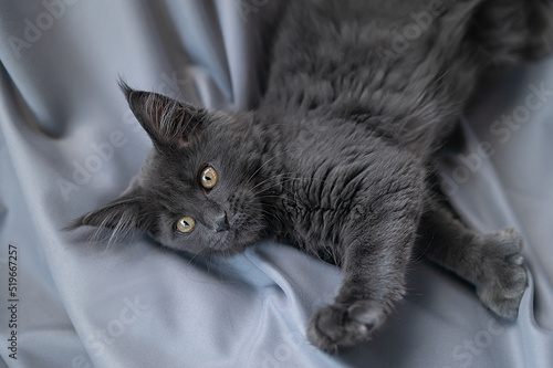 Cute little kitten of maine coon