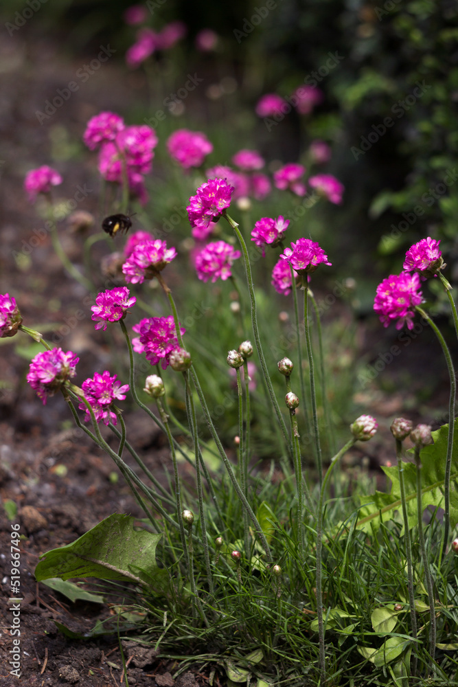 Obraz premium A pink Armeria flower blooms in a flower bed in summer. A bright plant for decorating flower beds